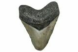 Fossil Megalodon Tooth - North Carolina #344049-1